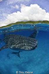 Whale sharks in the Philippines at Donsol. by Troy Mayne 